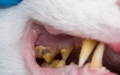 Dents d'un chat avec de la plaque et du tartre